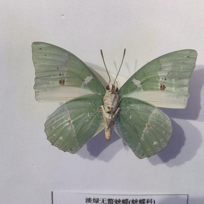 木子