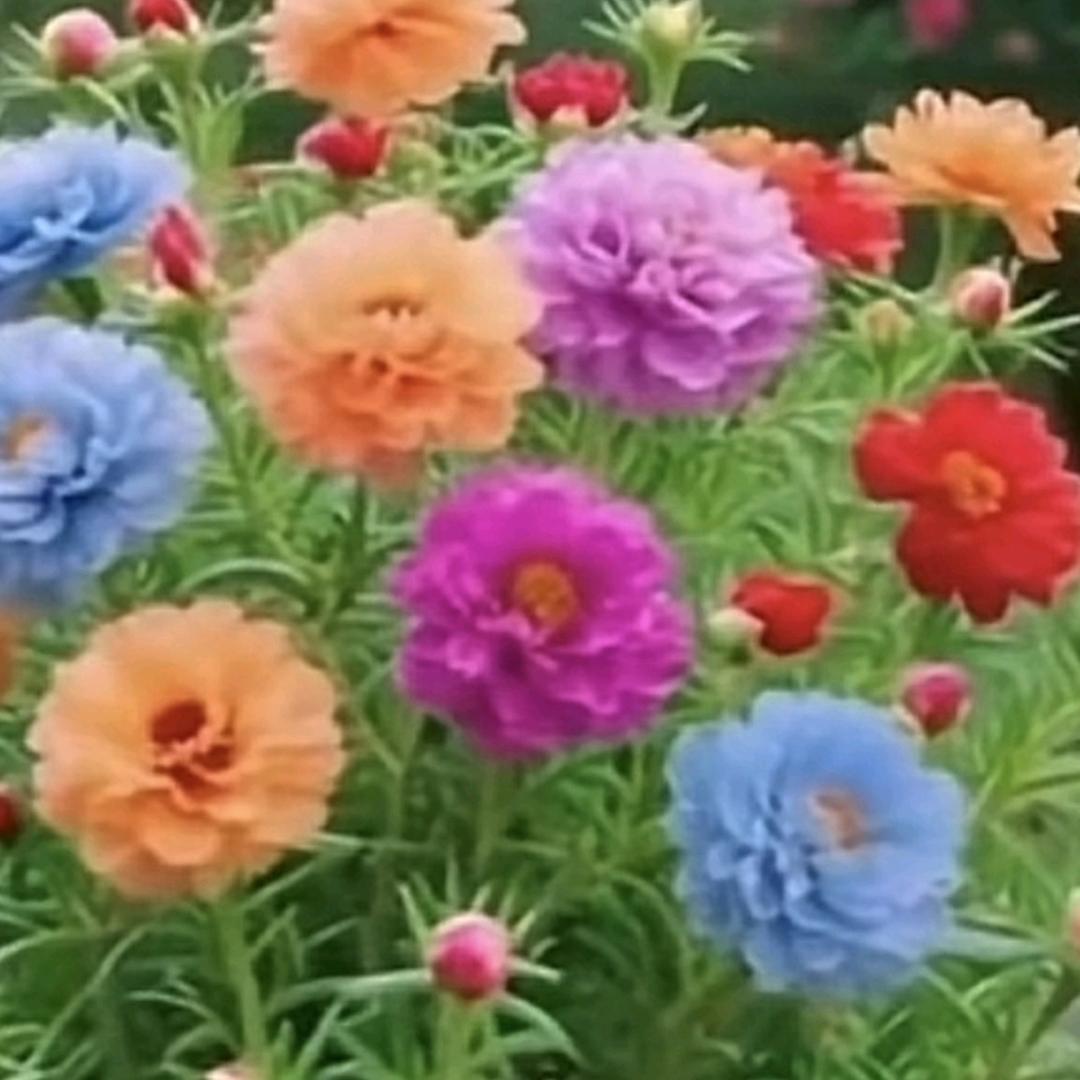开心果