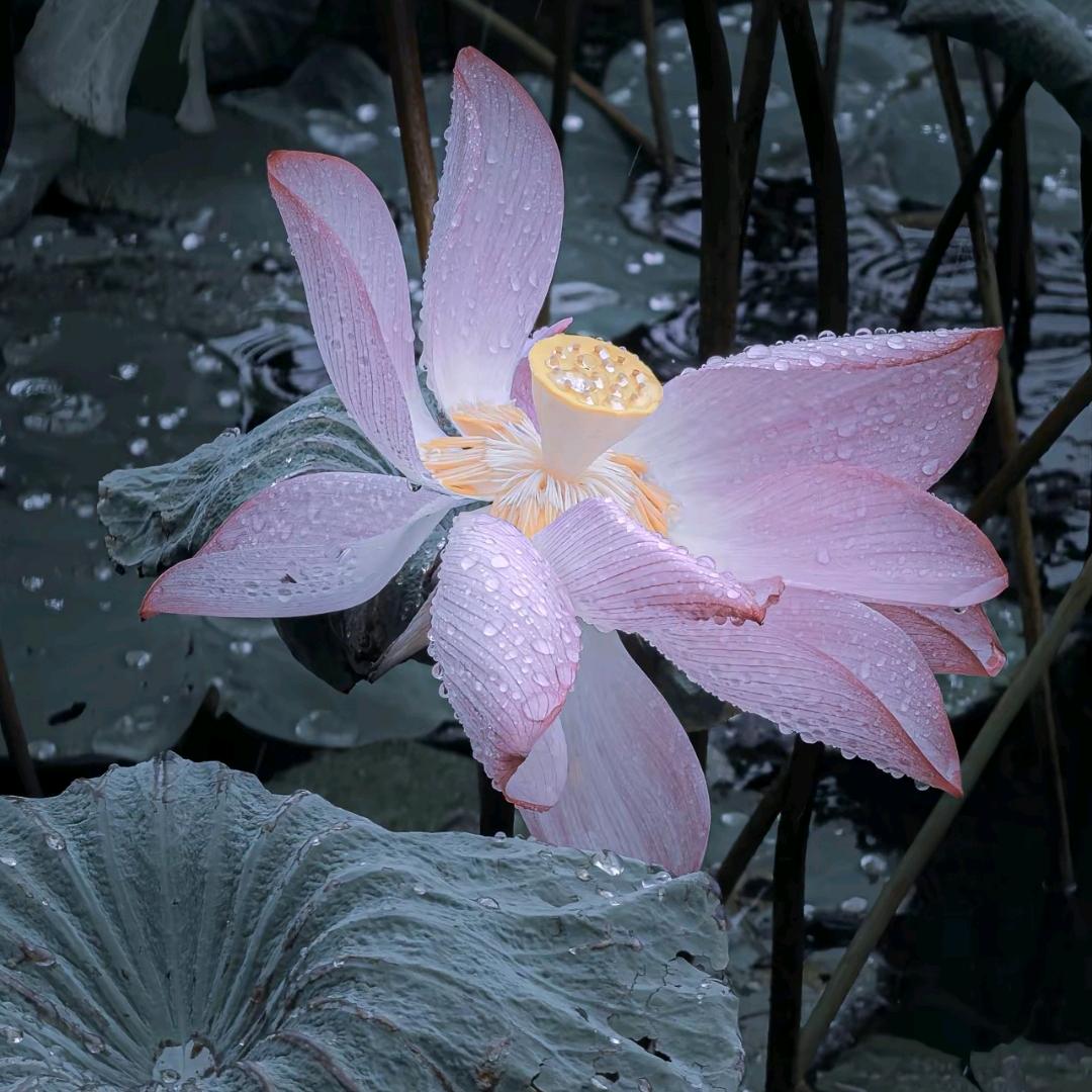 🌹一王情深🌹