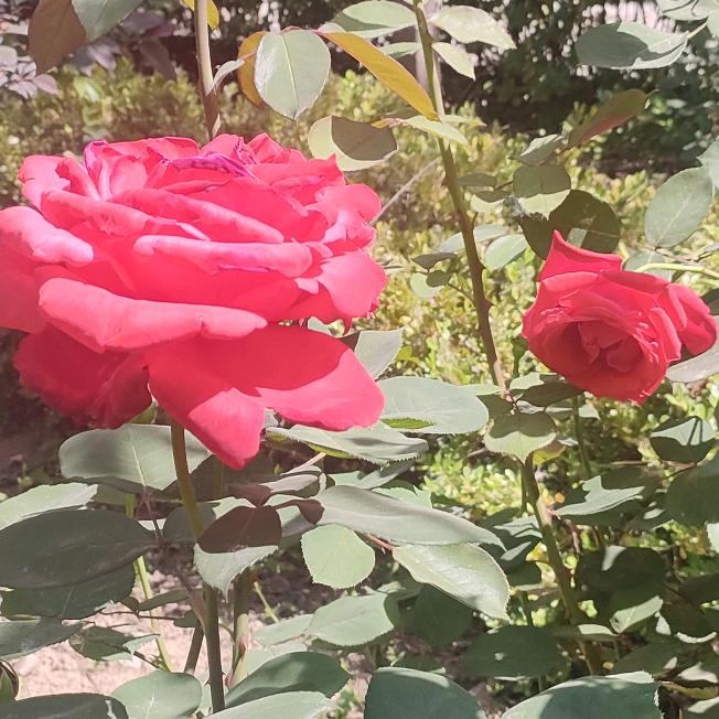 花儿为什么这样红