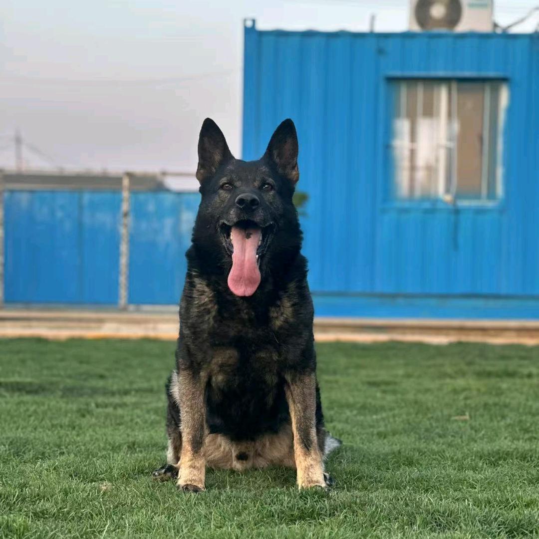 火炬手东德牧羊犬