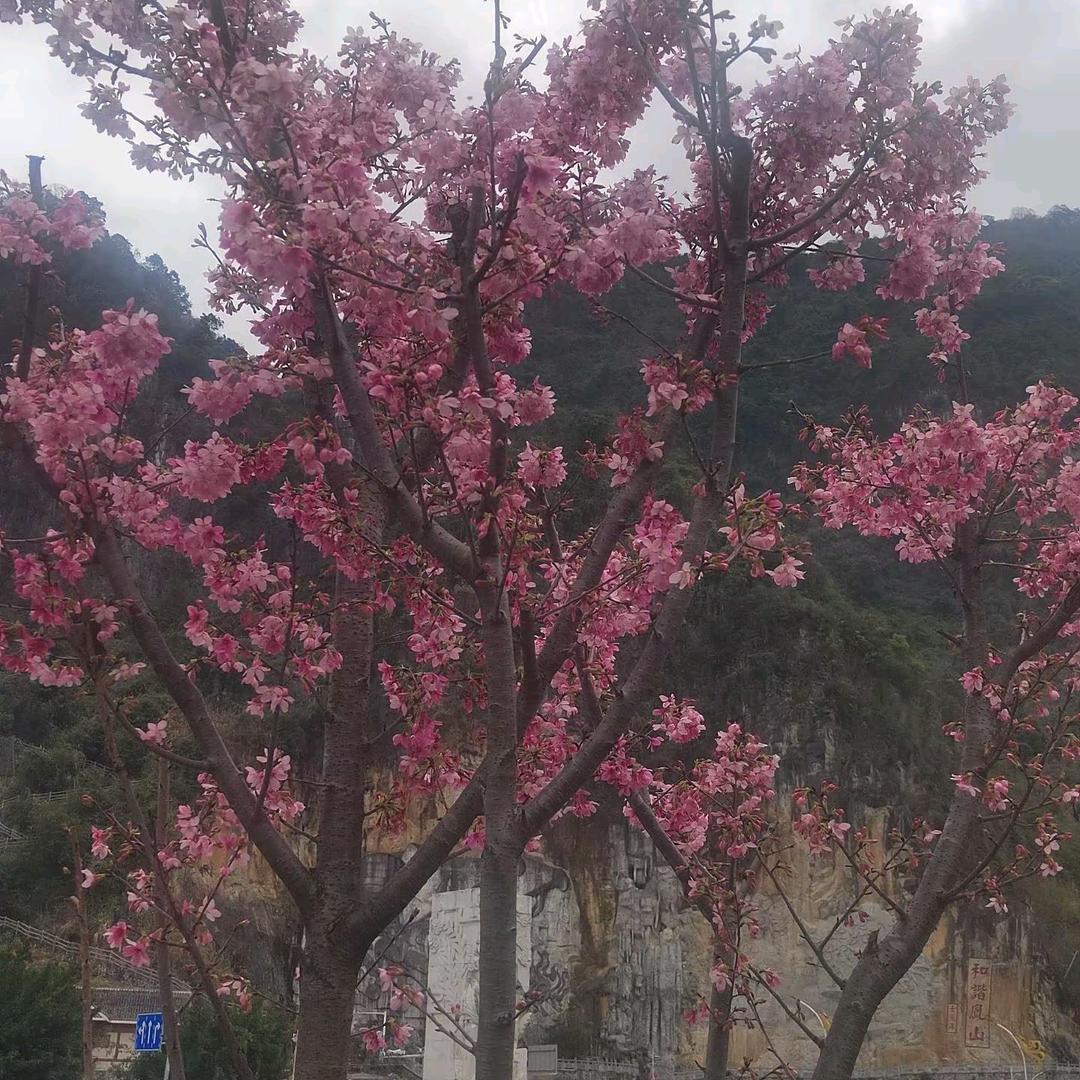 🌹一生只爱你