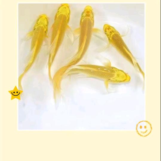 努力就好