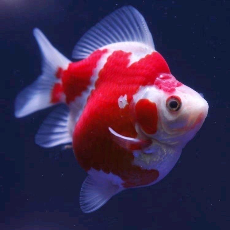 金泽虾业水产品经营部