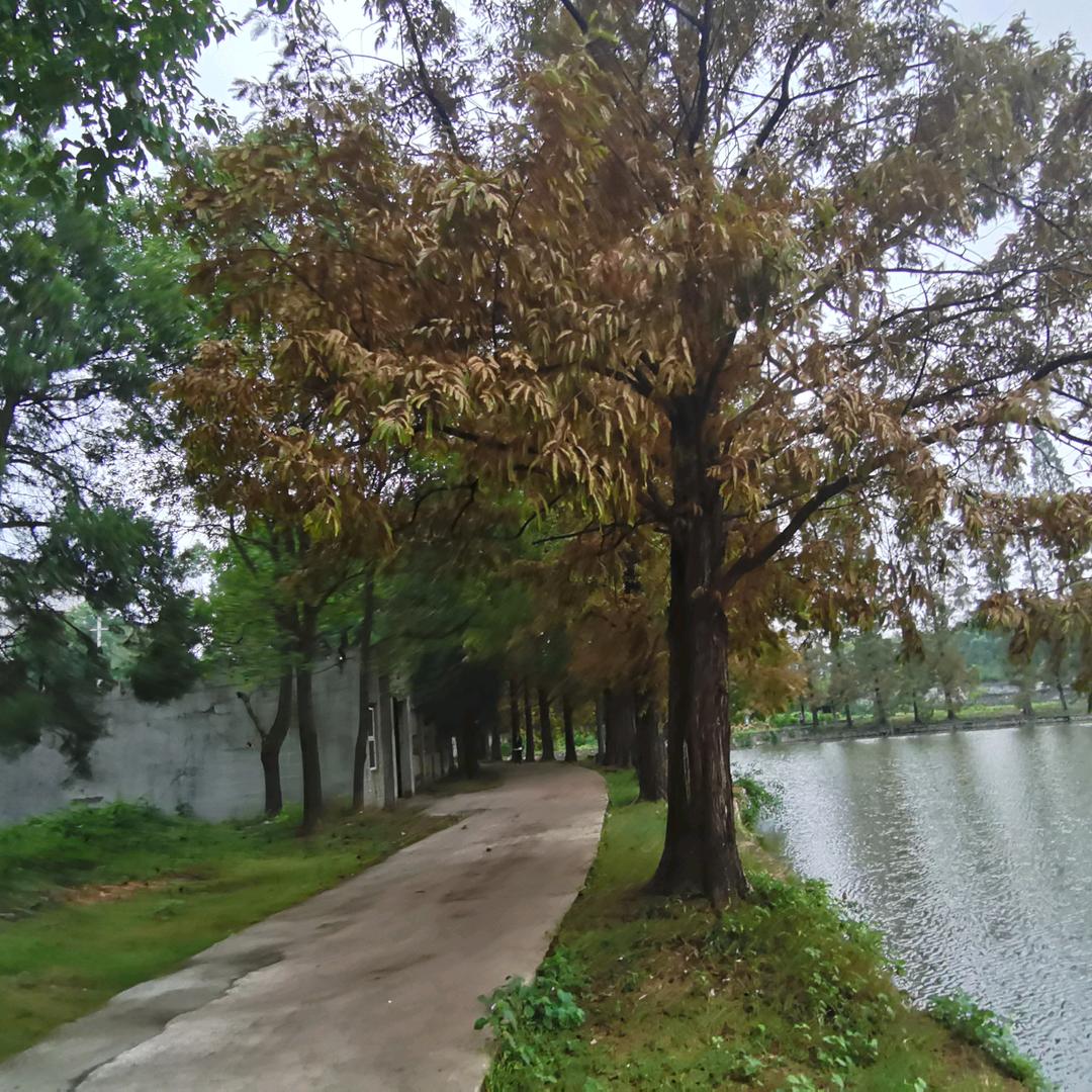 🍀平淡是福