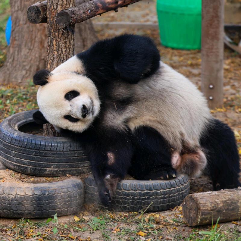 翠花