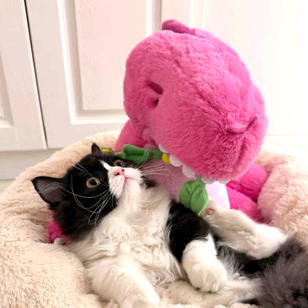 柒七（开心版）