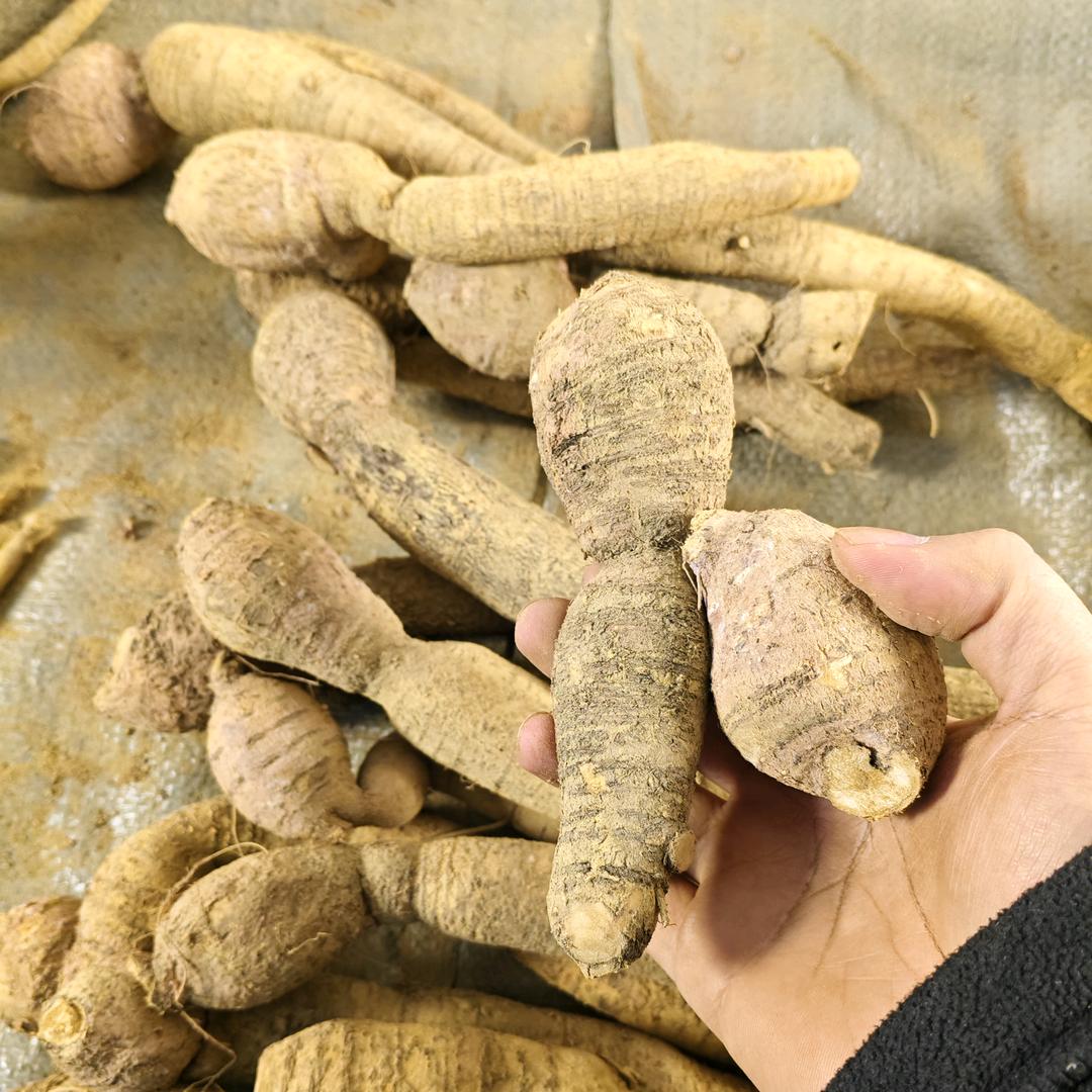 阳姐牛大力批发