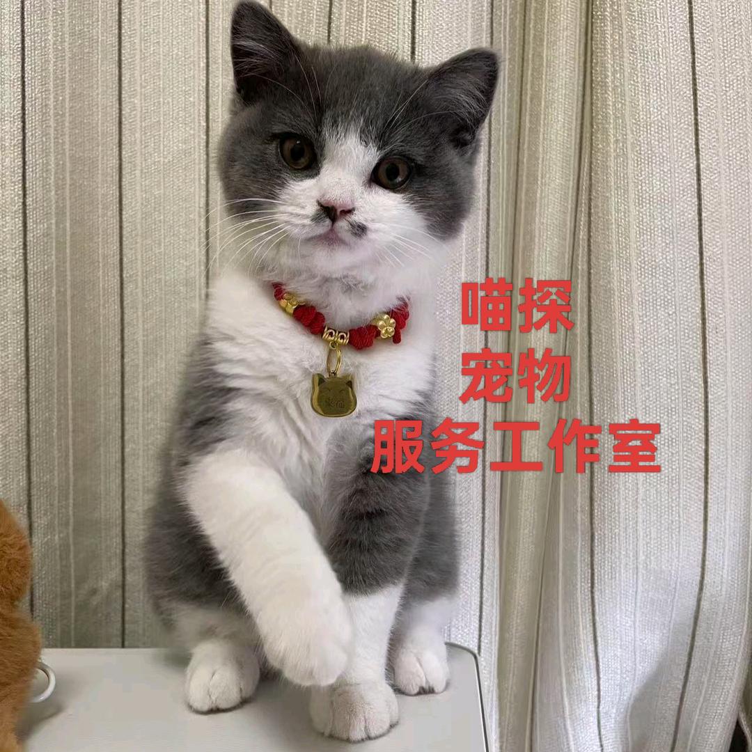 喵探宠物服务工作室
