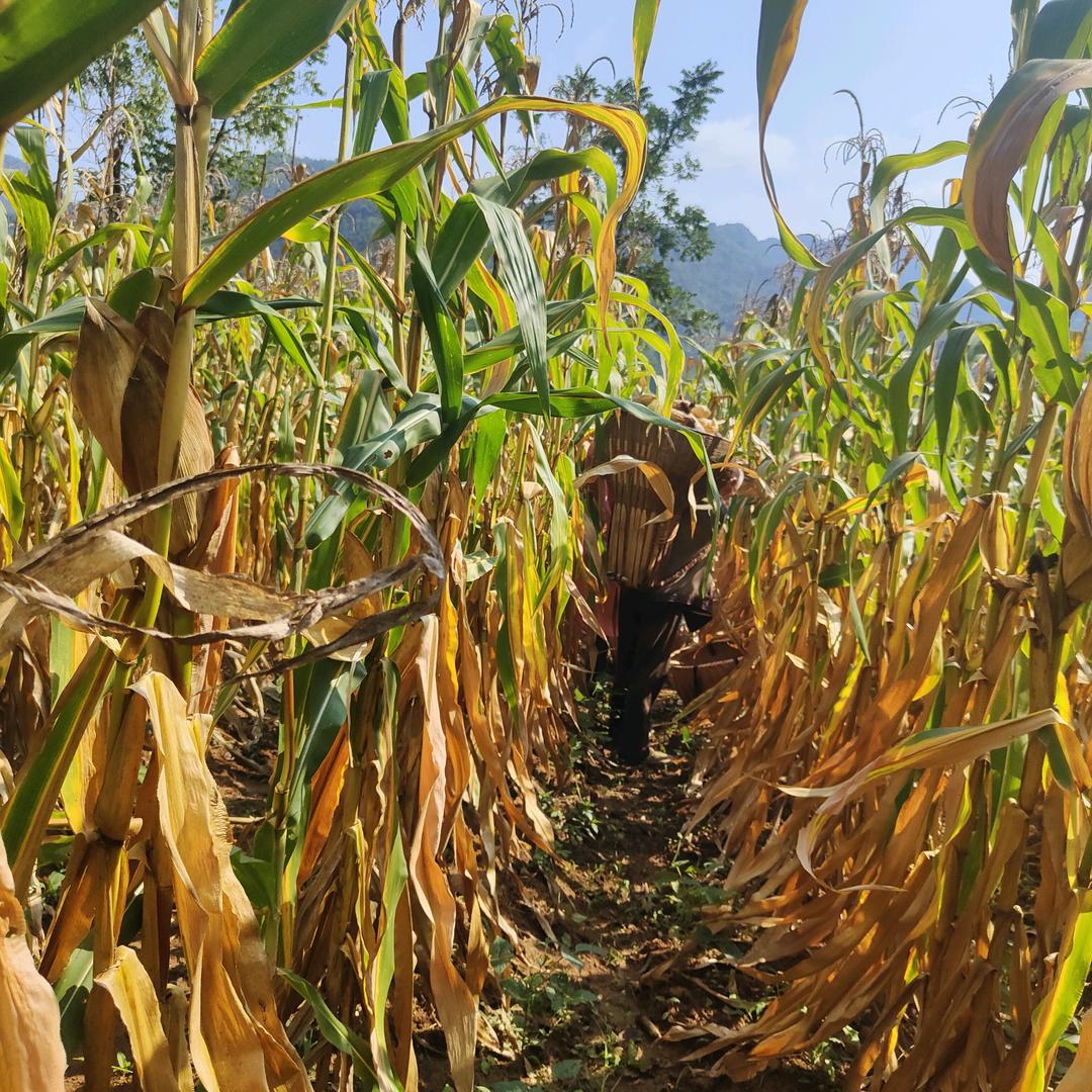 只想唱歌的小老头
