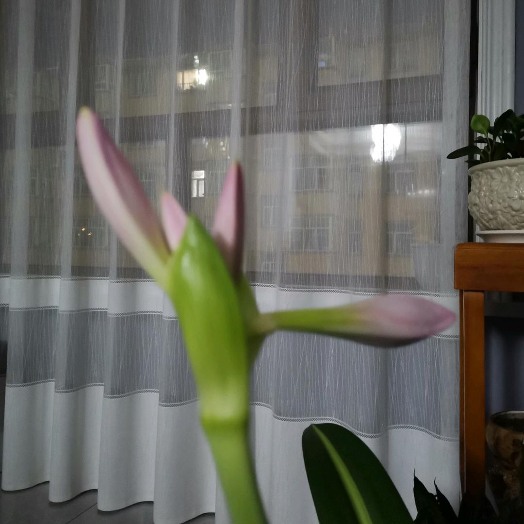 陌上人