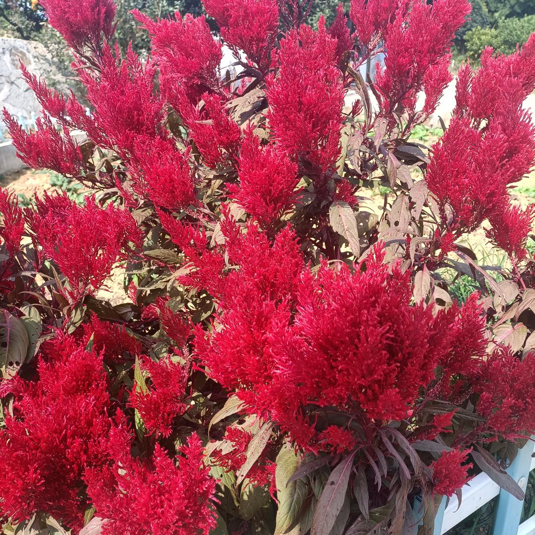 欭惗ʕ ᵔᴥᵔ ʔ