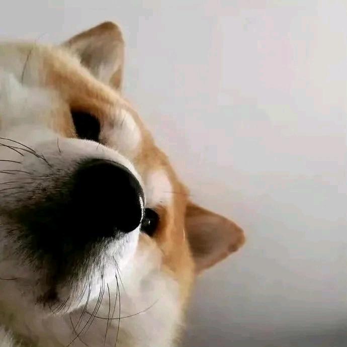 邪恶小虎