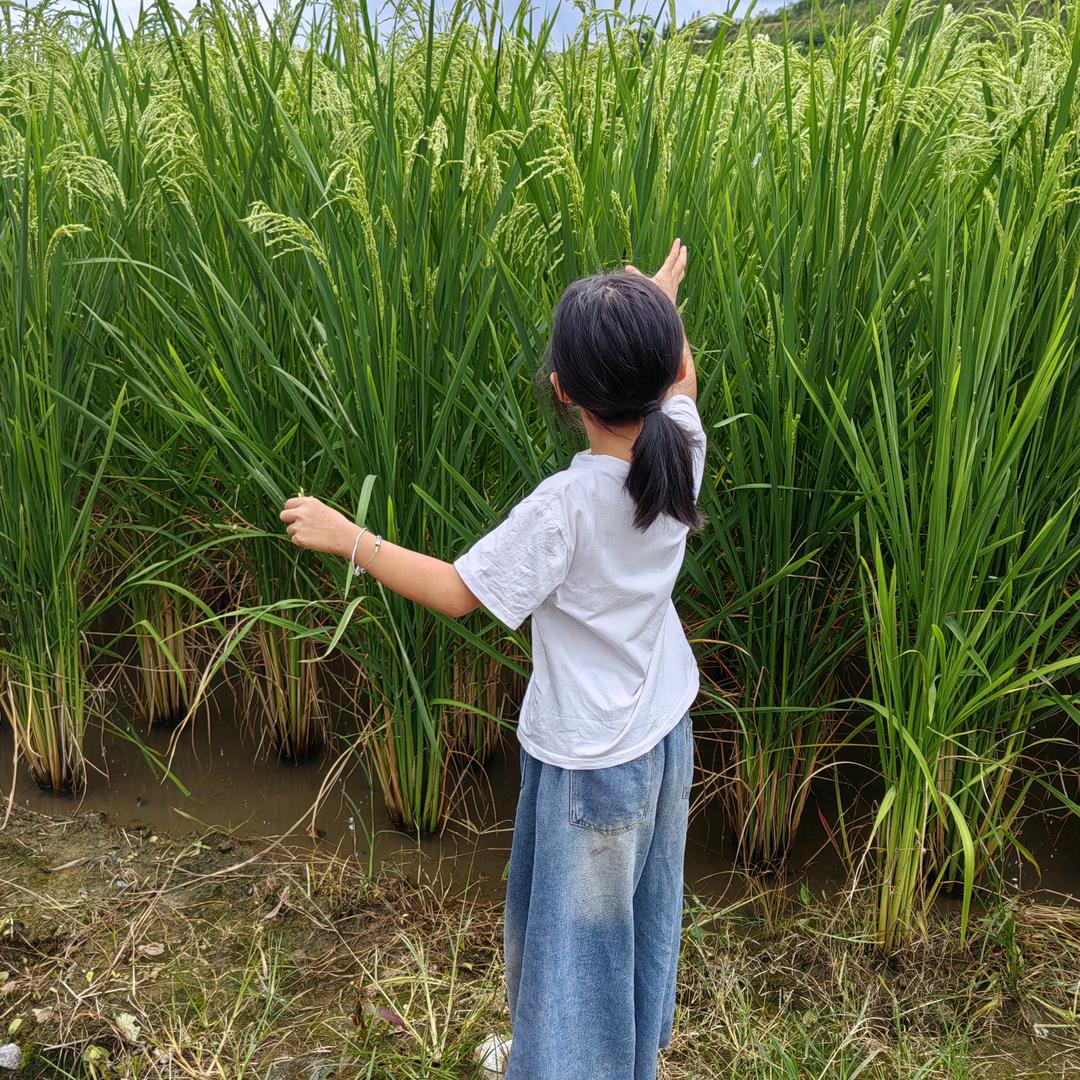 啊琴