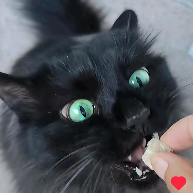 葵