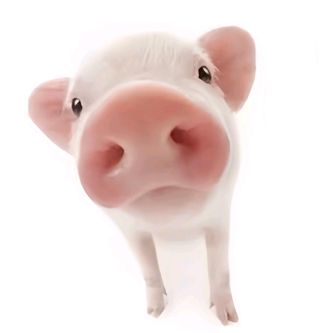 柔.🎊（上学中ʢ>🐽<ʡ）