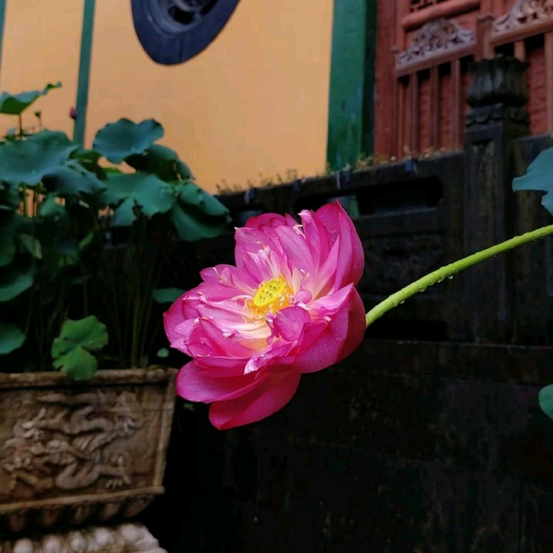 轻舞飞扬