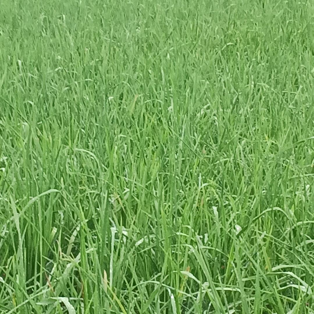 润廷农业