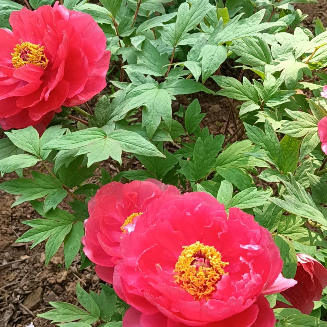 茶花