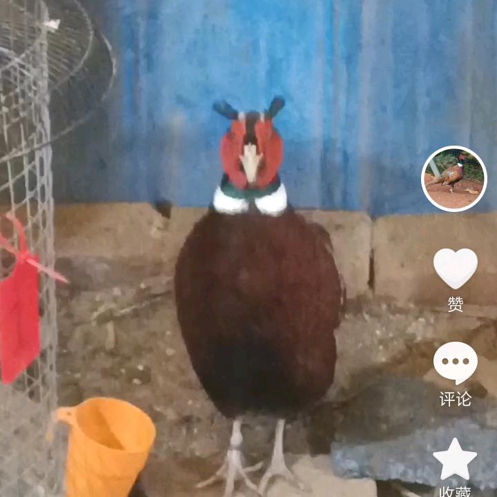 衡阳七彩（啼羽）媒胚