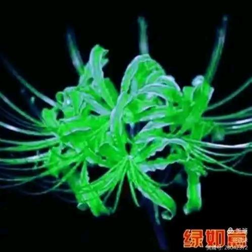 🔥紫阳🦚彼岸🪻
