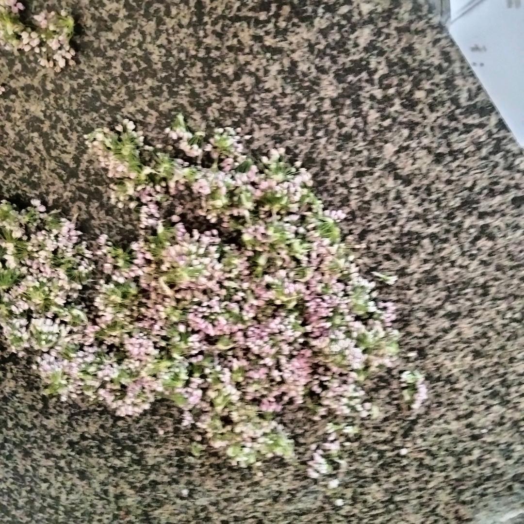 金山金虎