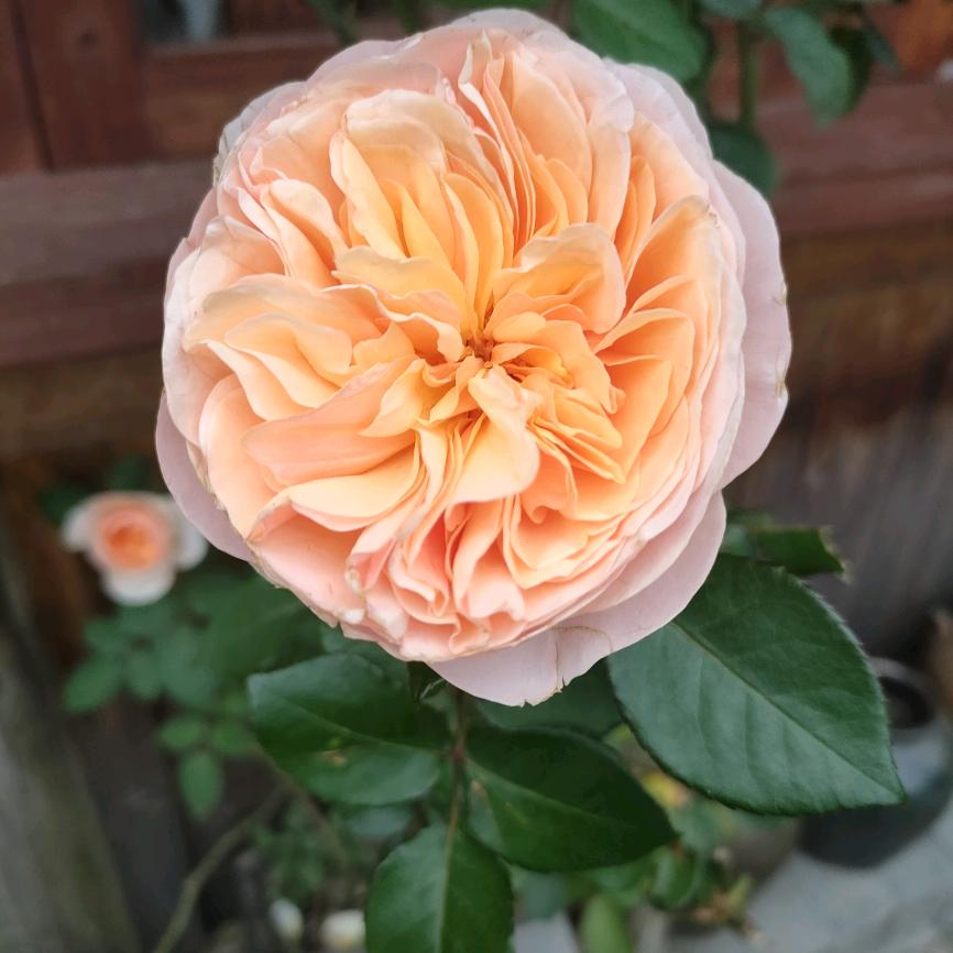 莆田步行街胖太太霞