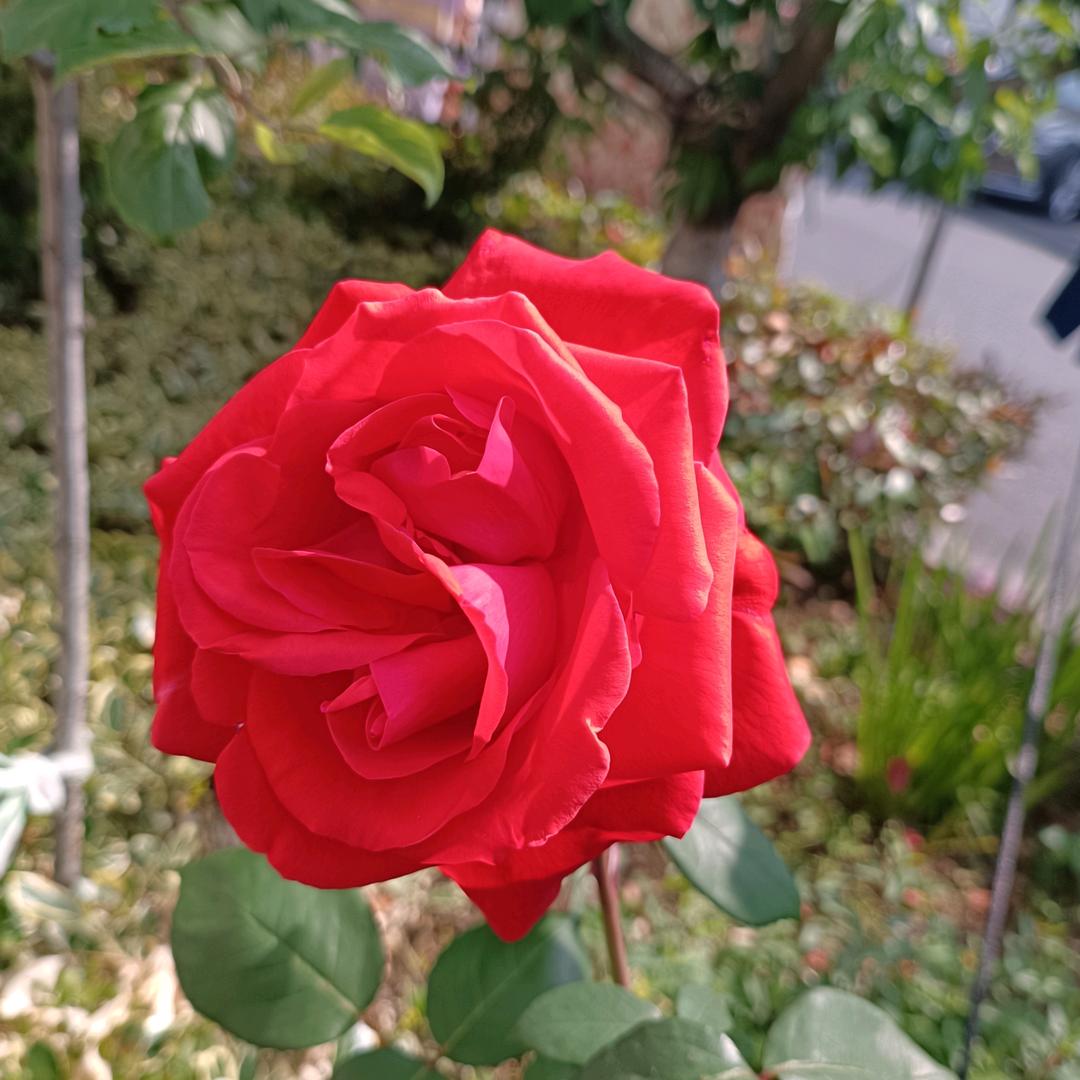 春暖花开