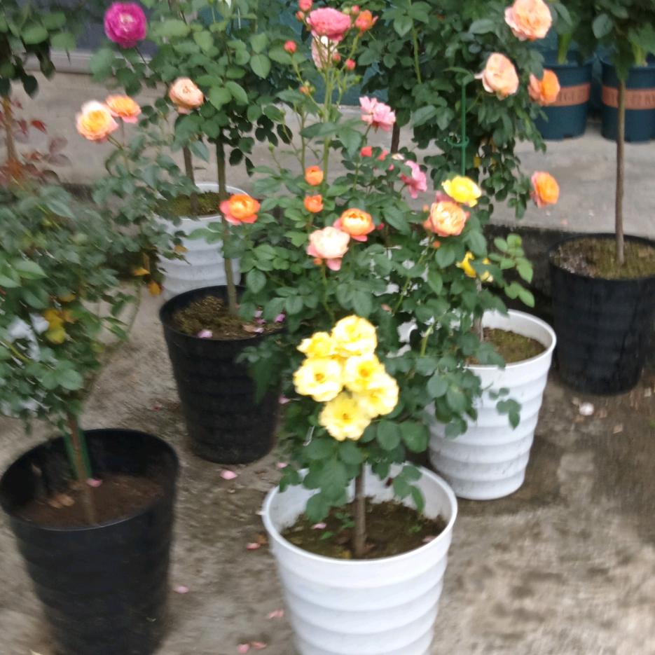 家永远是我的港湾