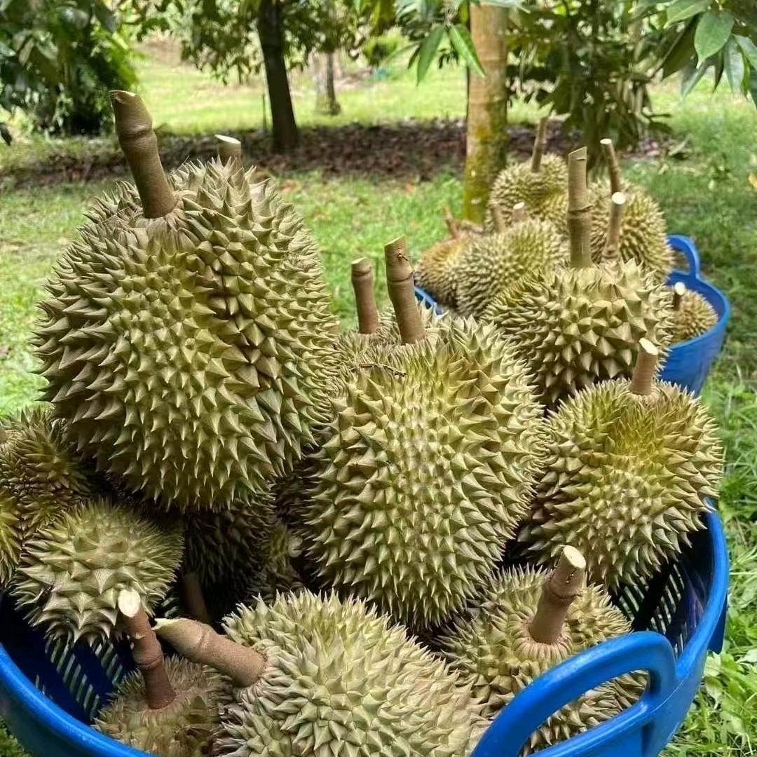 小巴哥榴莲
