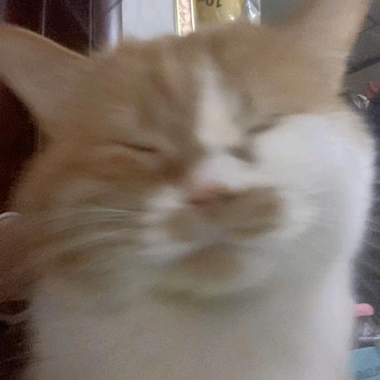 明明是个碍事配角