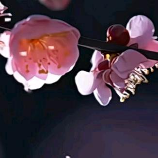 吾爱梅花