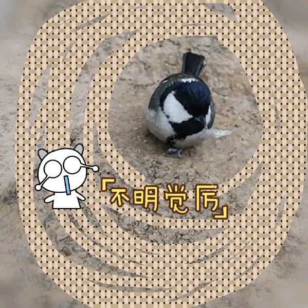 小桐子花花