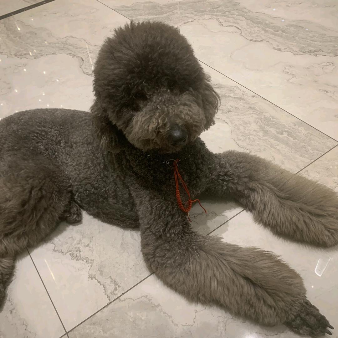 游不动的馿🍭(ᵔᵕᵔ˶)