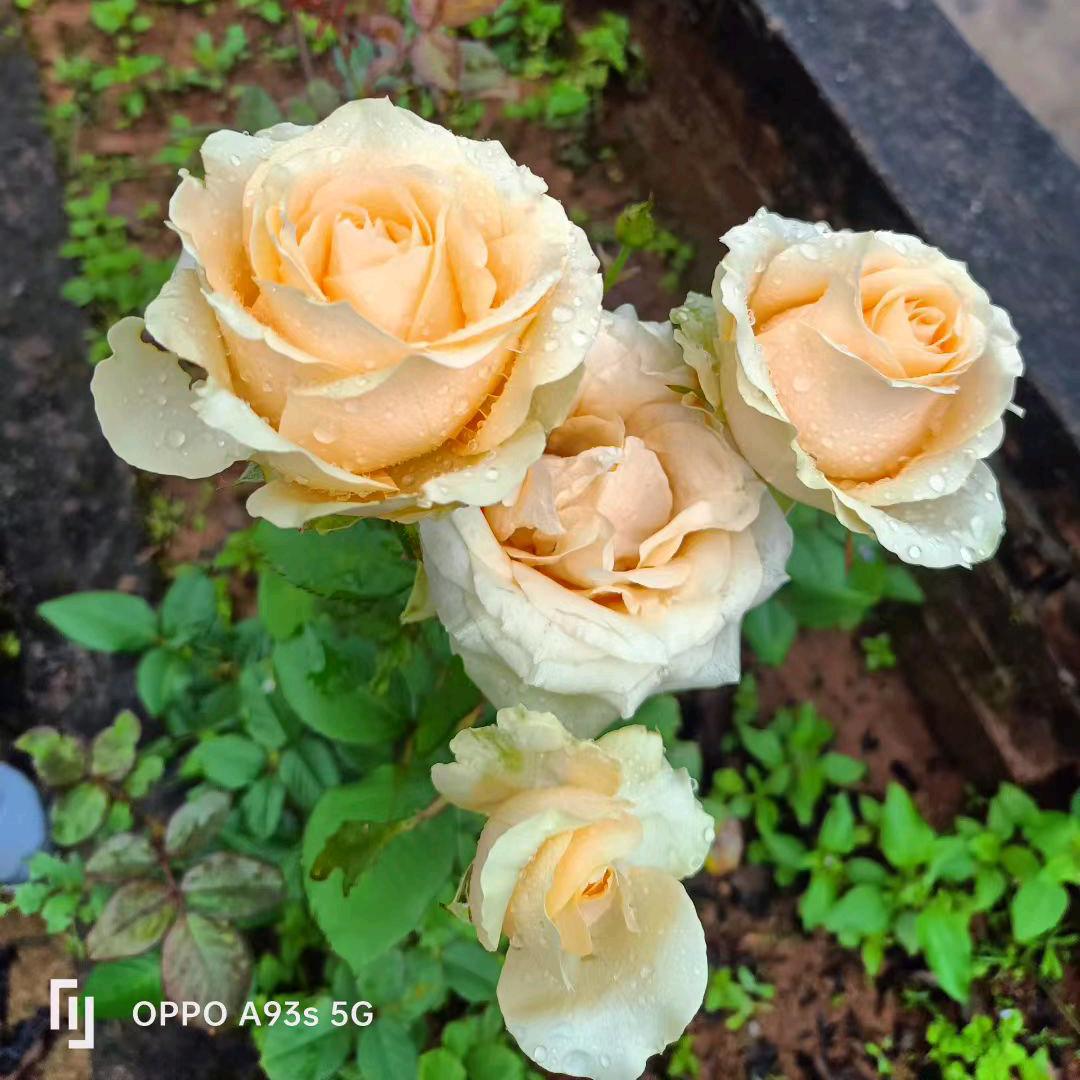 景东康悦酒店(吴萍)1362879883