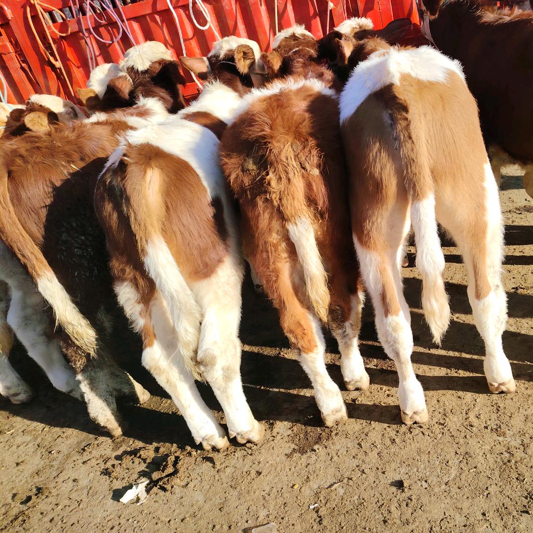 06年的《啊仿和老♥️爹学买牛牛》的一天