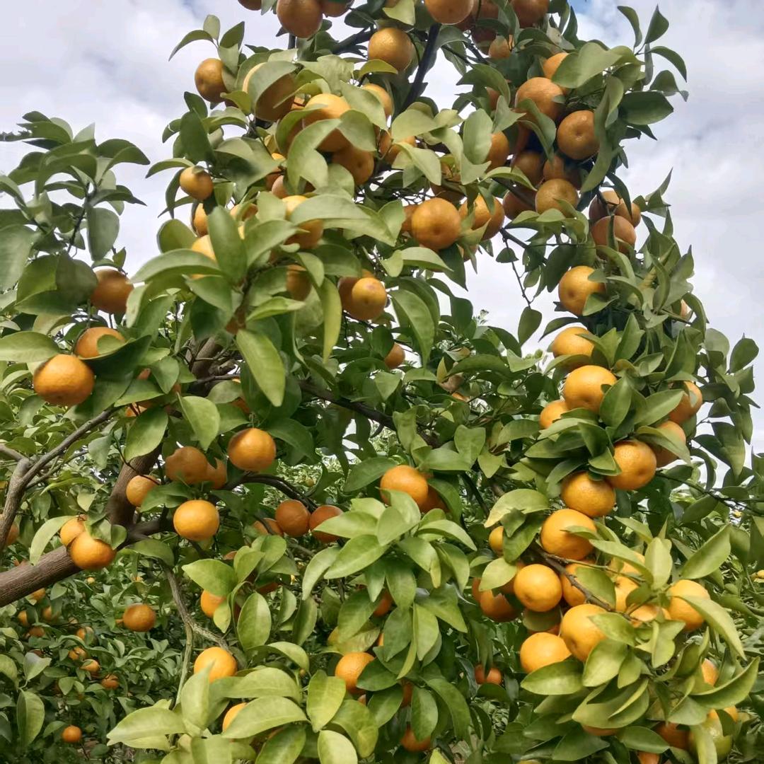 兰平拉拉组合（8012）