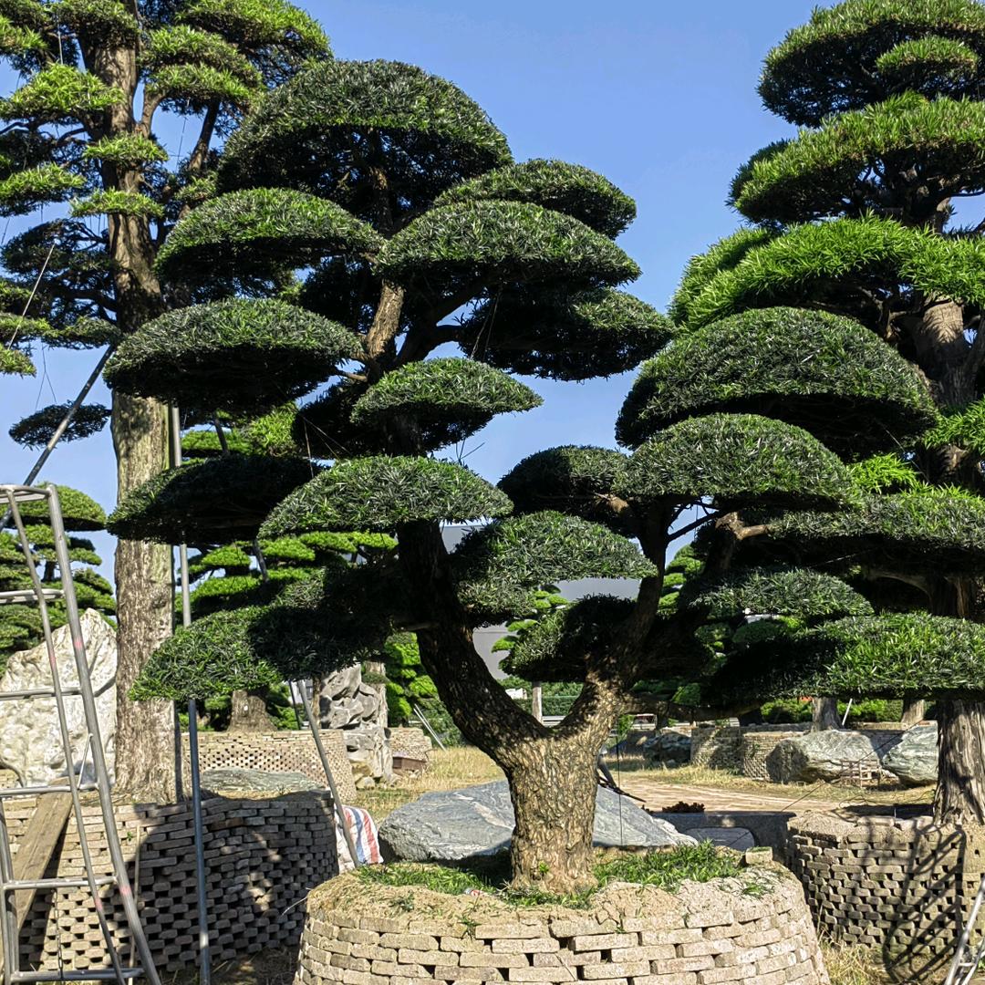 把酒叹平生