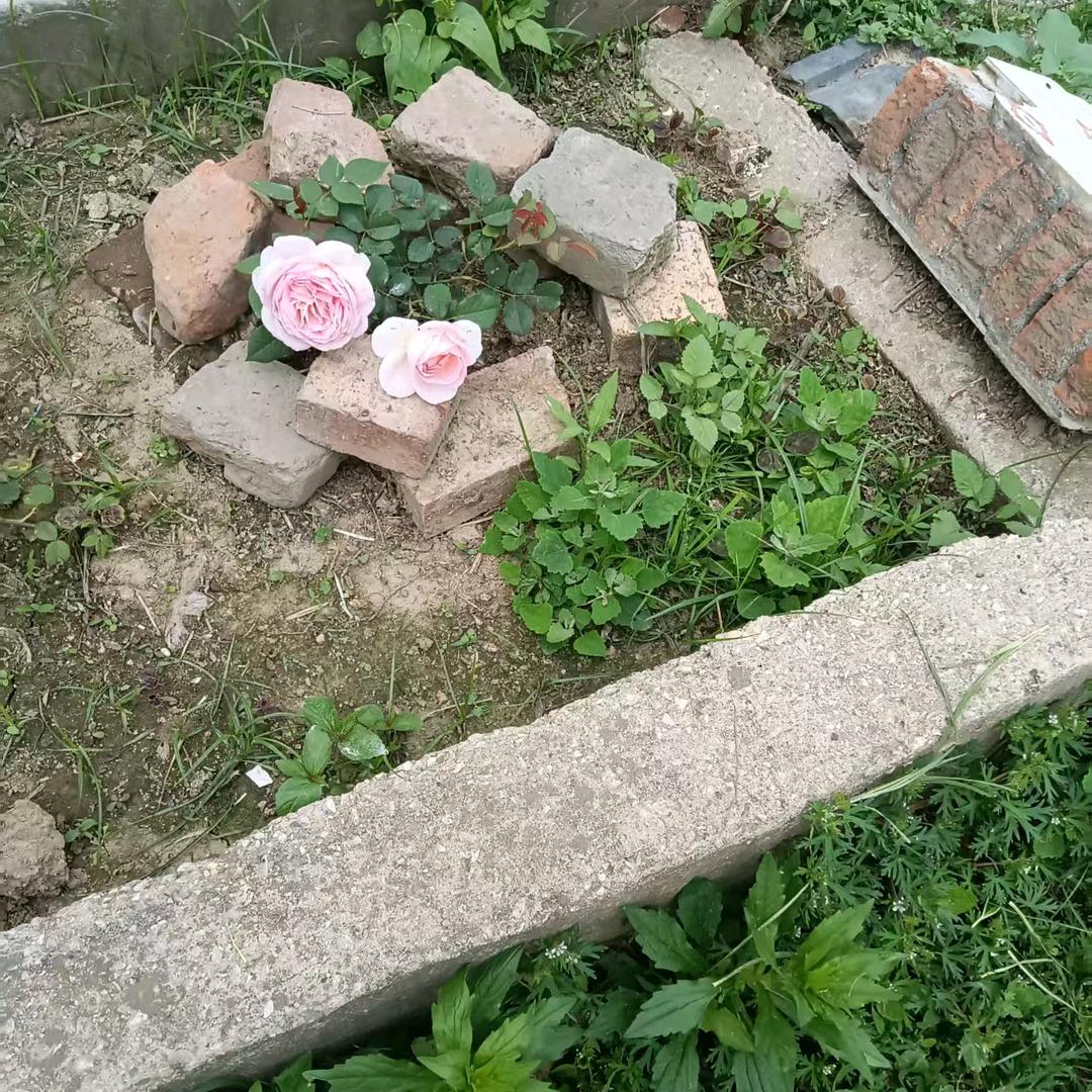 西流河乡镇客车