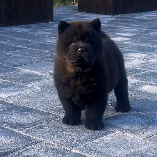 松狮五黑犬乐园