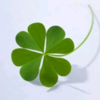 Ⅹ.路边的幸运草