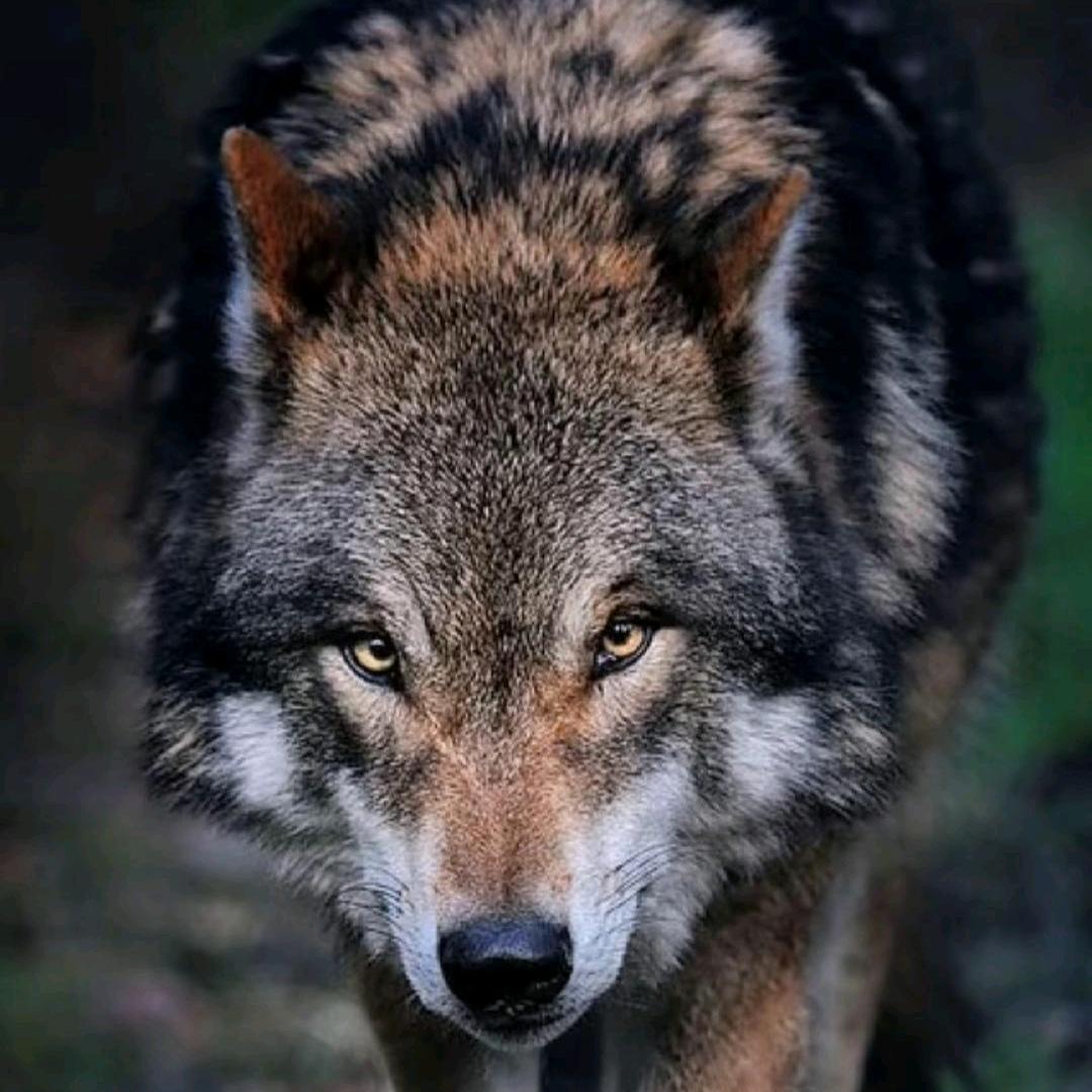 🐺狼图腾