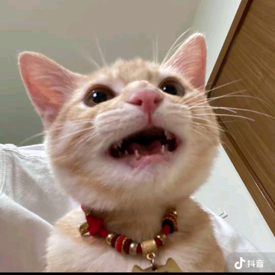 枯树下的猫头像