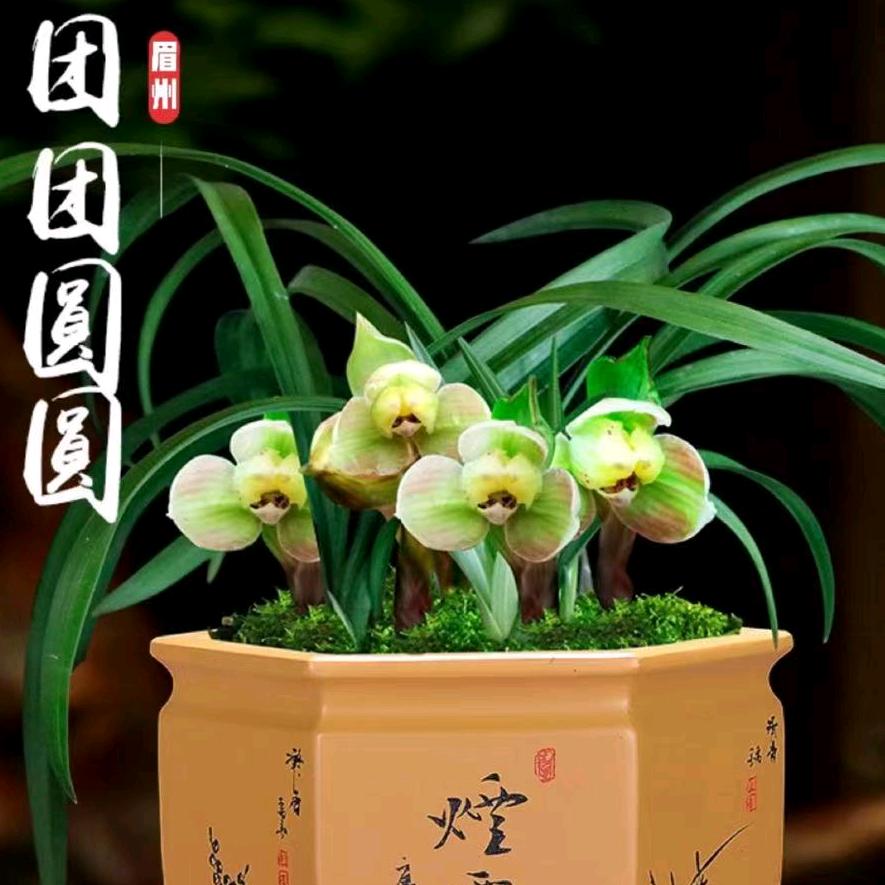 青神县洪哥家庭农场豆豆兰花分享