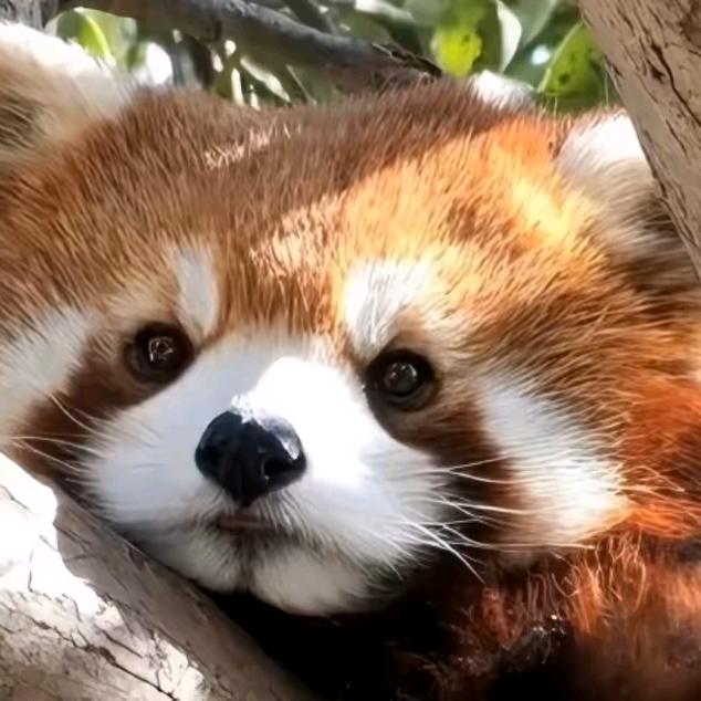 ༺๑꧁🍁初见꧂๑༻