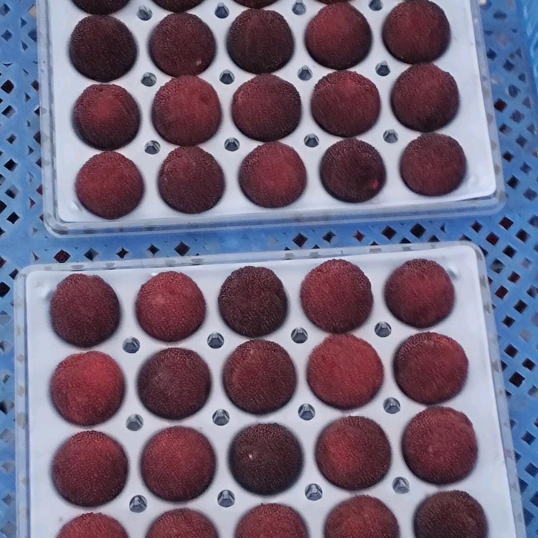 阿林（仙居高山杨梅）