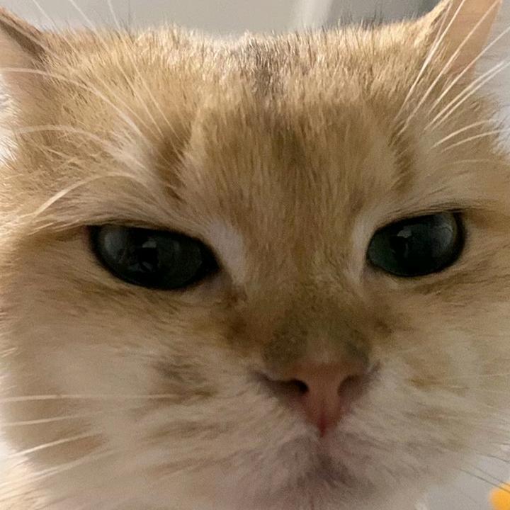 可盐可甜可狸饼