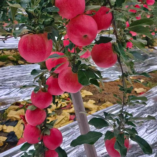 天的那一边☞富县羊泉信息代办/带收带发