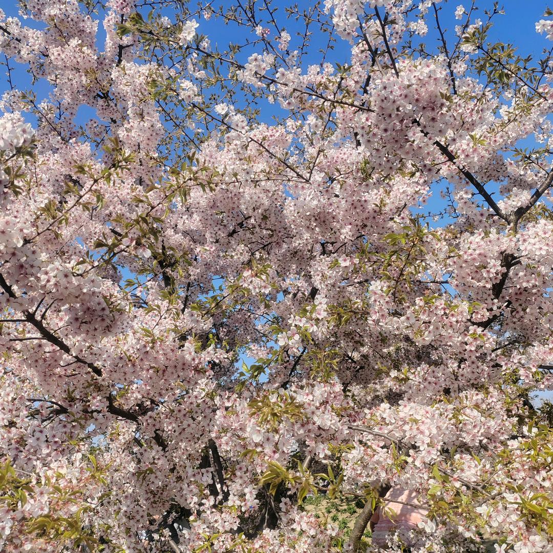 自贡觅家装饰.肆月