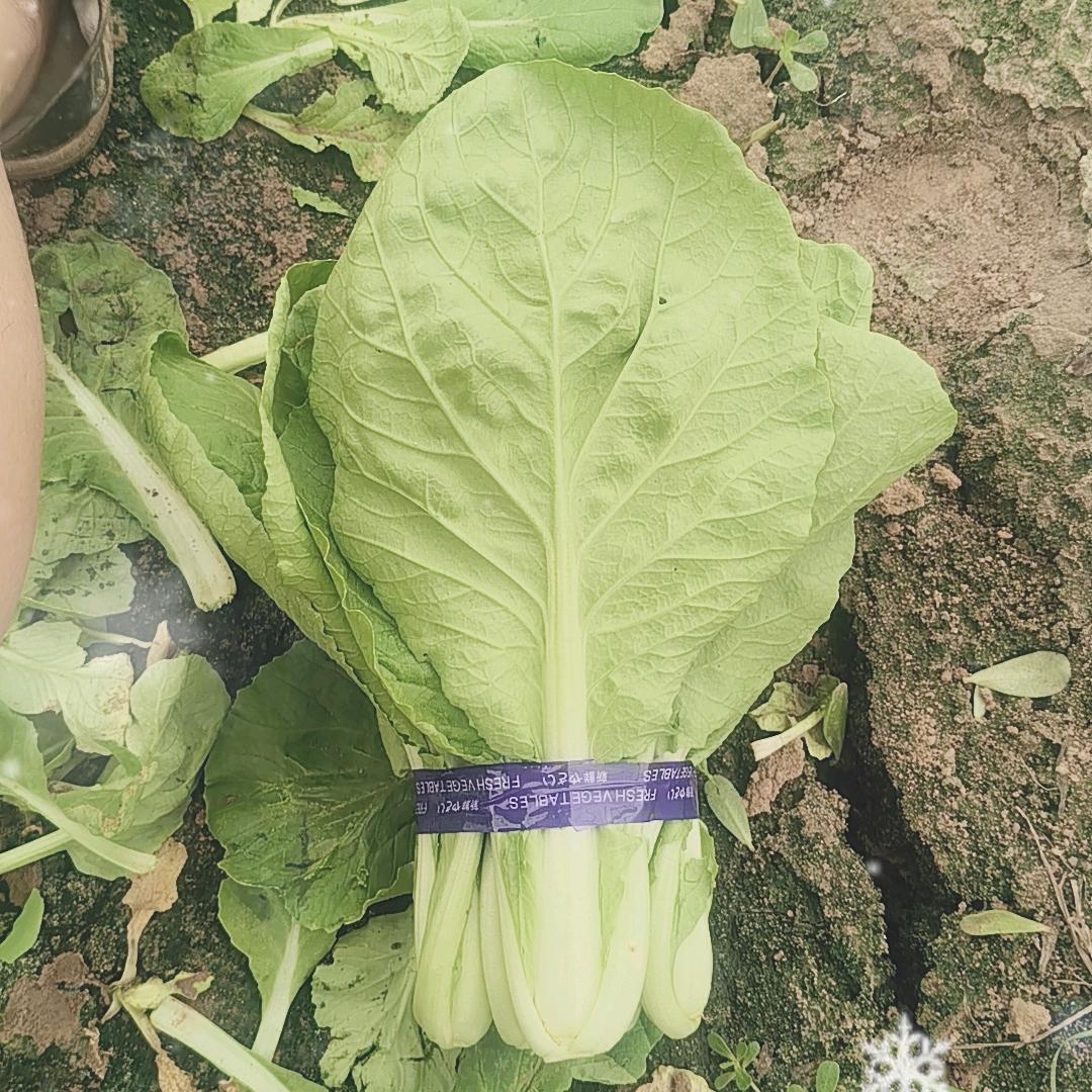 稔丰丰收的丰